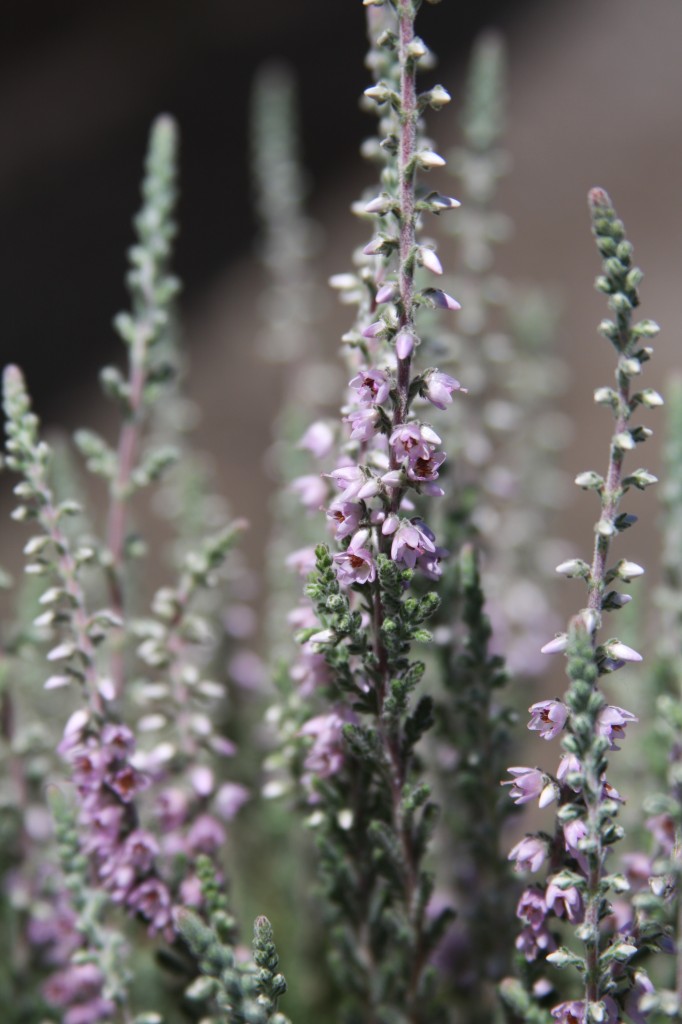 Calluna vulgaris &lsquo;Silver Knight&rsquo; - Blue Heron Nursery