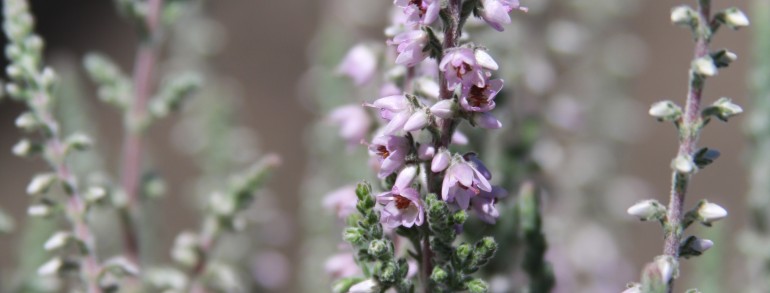 Calluna vulgaris ‘Silver Knight’