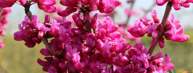 Cercis chinensis ‘Don Egolf’
