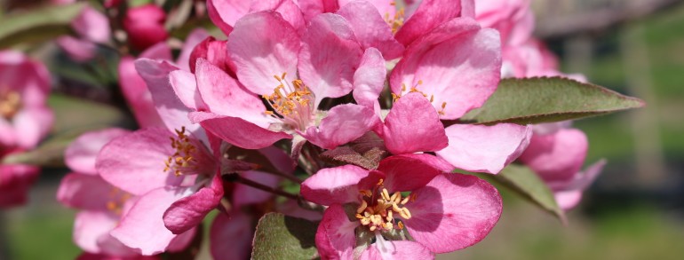 Malus ‘Indian Summer’