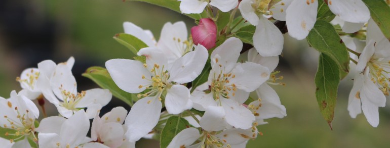 Malus (‘Sutyzam’) Sugar Tyme®