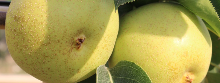 Pyrus pyrifolia (fruiting Asian pear) ‘Shinseiki’