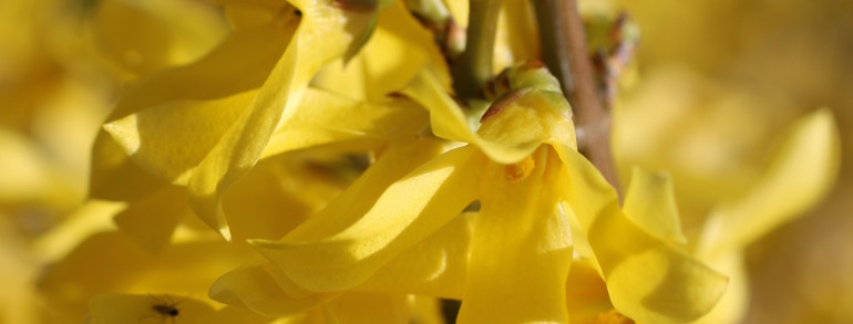 Forsythia x (‘Courtasol’) Gold Tide®