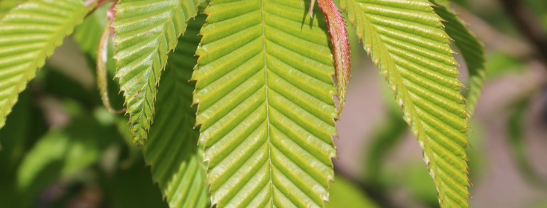Carpinus japonica