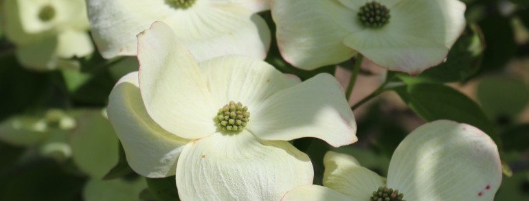 Cornus x (‘Rutban’) Aurora®