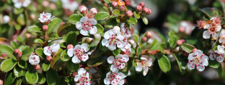 Cotoneaster dammeri ‘Lowfast’