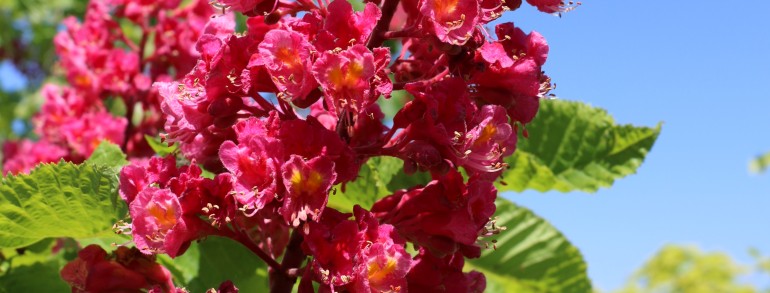 Aesculus x carnea ‘O’Neill Red’