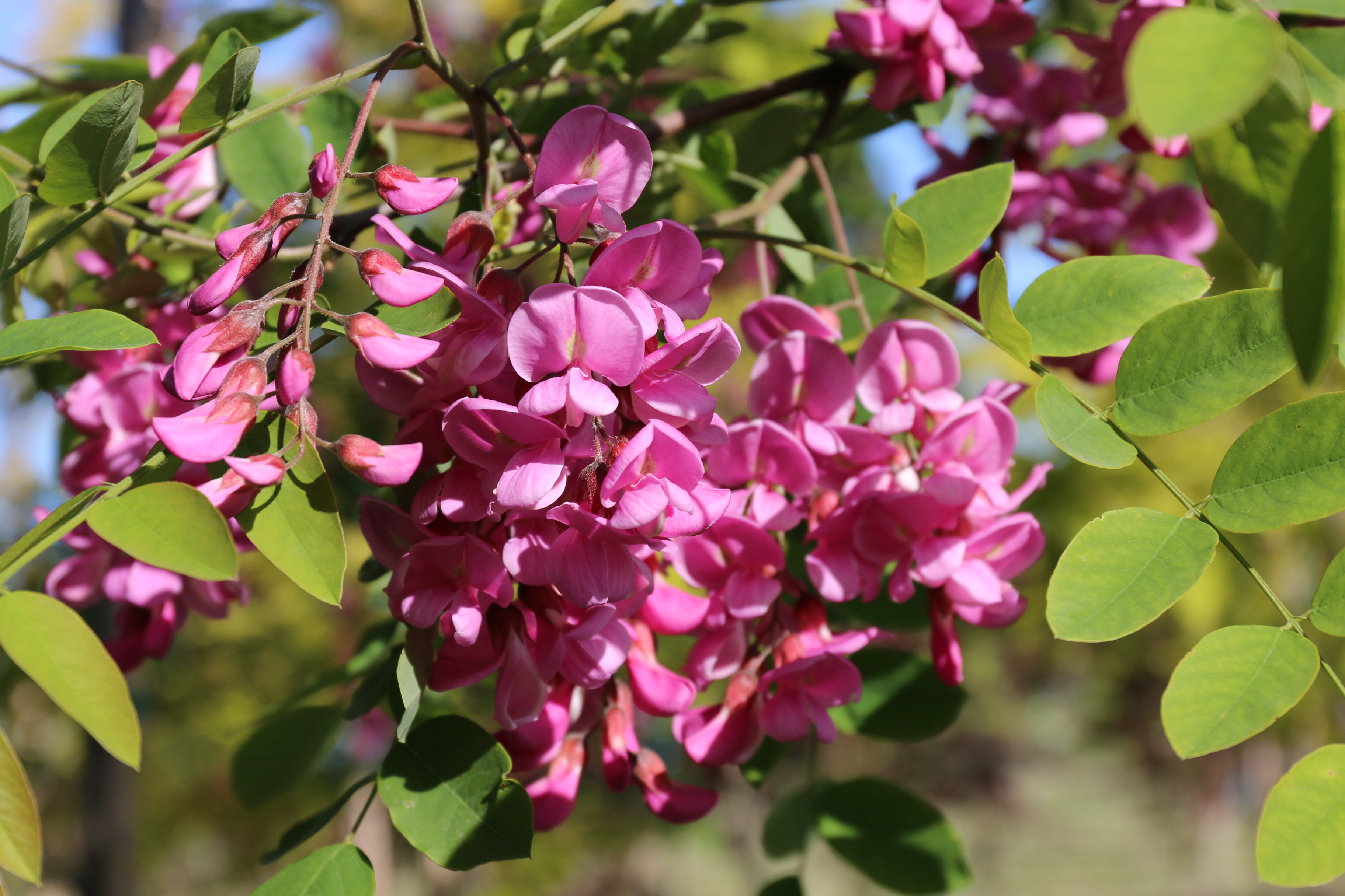 Robinia Purple Robe flowers 562015 73546 PM 3648x2432 Blue Heron