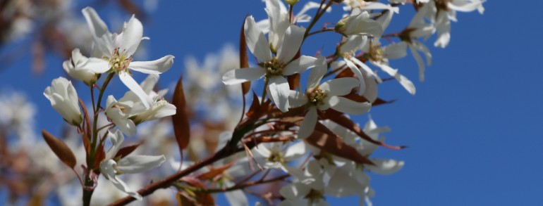 Amelanchier laevis ‘Cumulus’