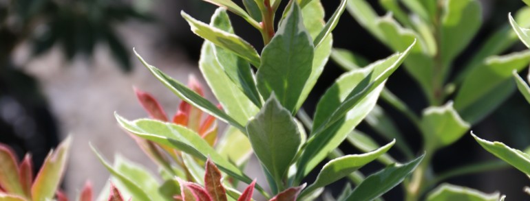 Pieris japonica ‘Little Heath’