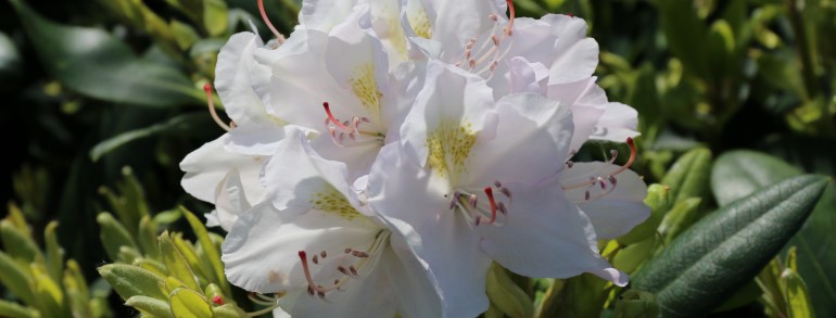 Rhododendron ‘Catawbiensis ‘Album’