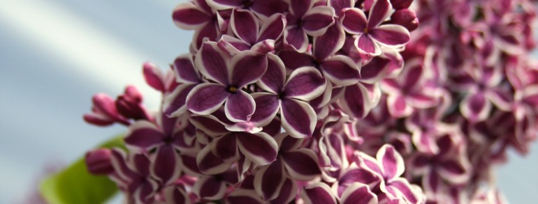 Syringa vulgaris ‘Sensation’