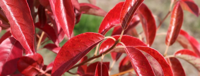 Nyssa sylvatica ‘Red Rage’®