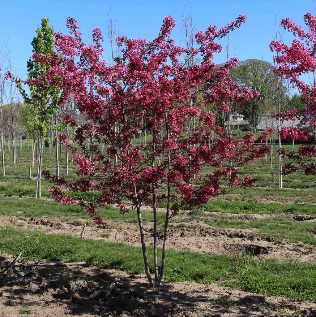 Malus 'Prairifire' Blue Heron Nursery
