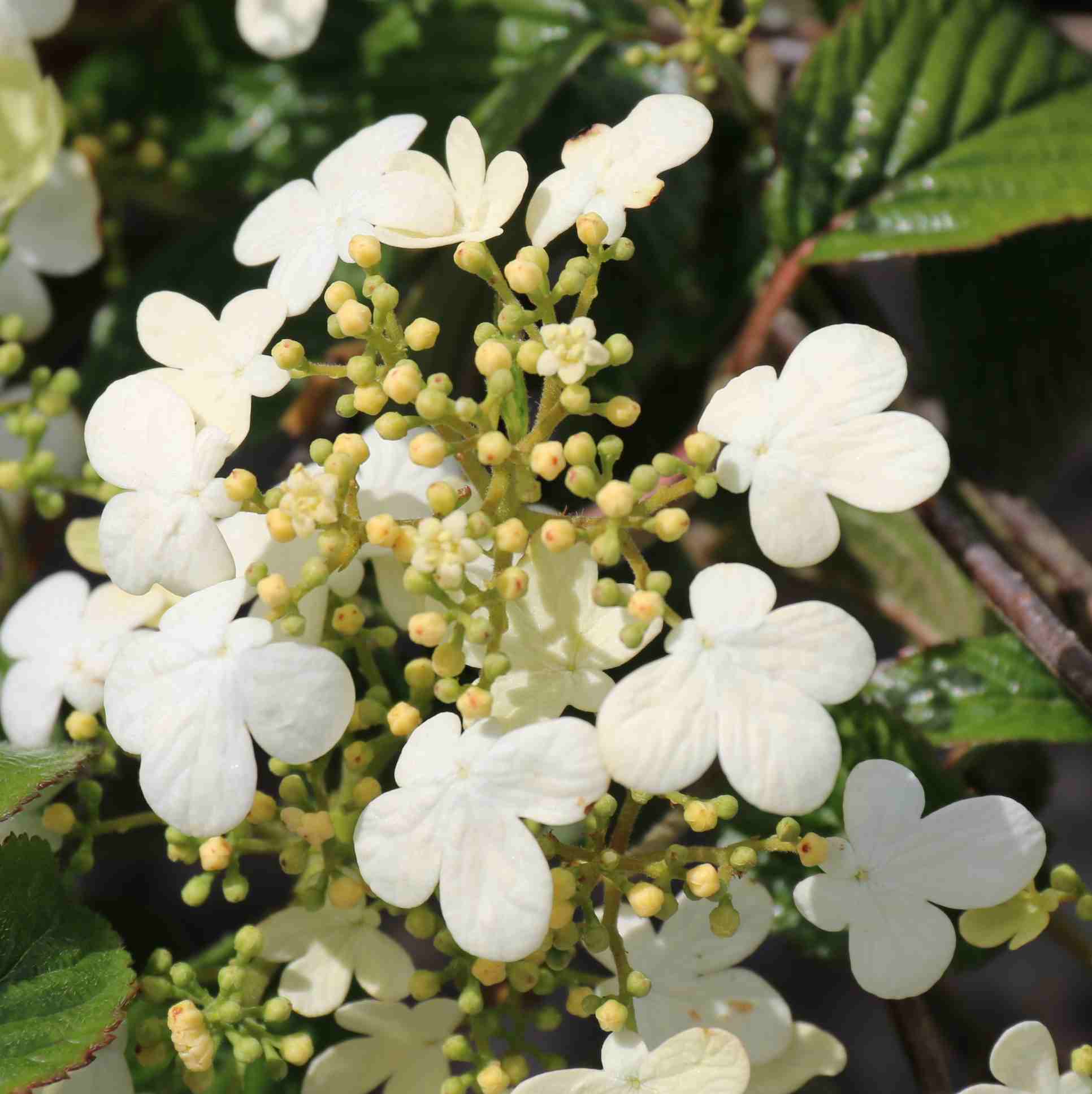 Viburnum Summer Snowflake flowers 4142016 12029 AM 1932x1934 Blue