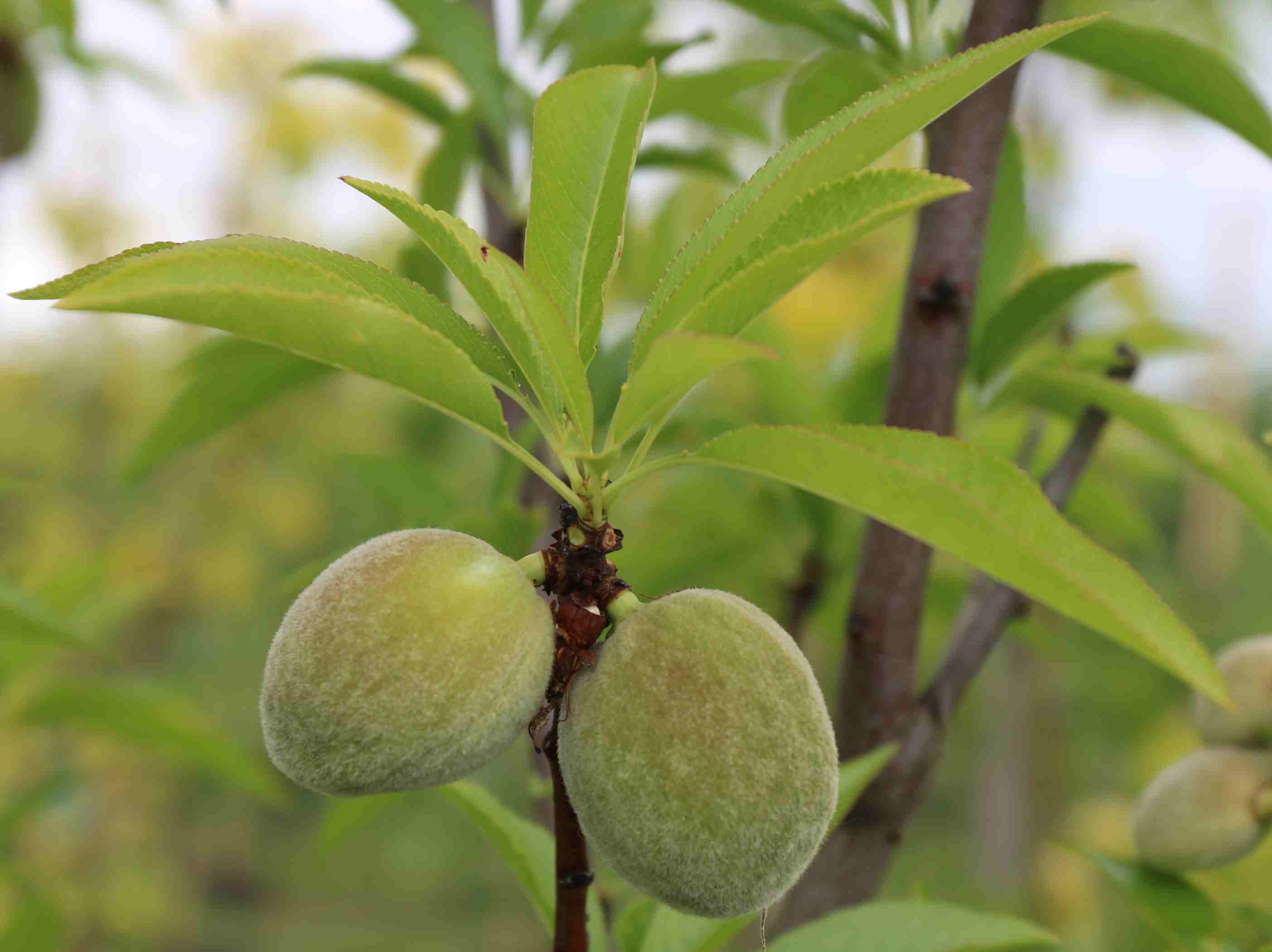 Prunus Halls Hardy Almond fruit 5142016 100831 PM 2807×2103
