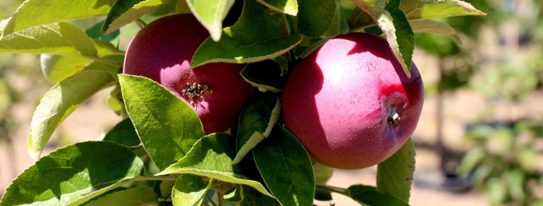 Malus (fruiting apple) ‘Northpole’™