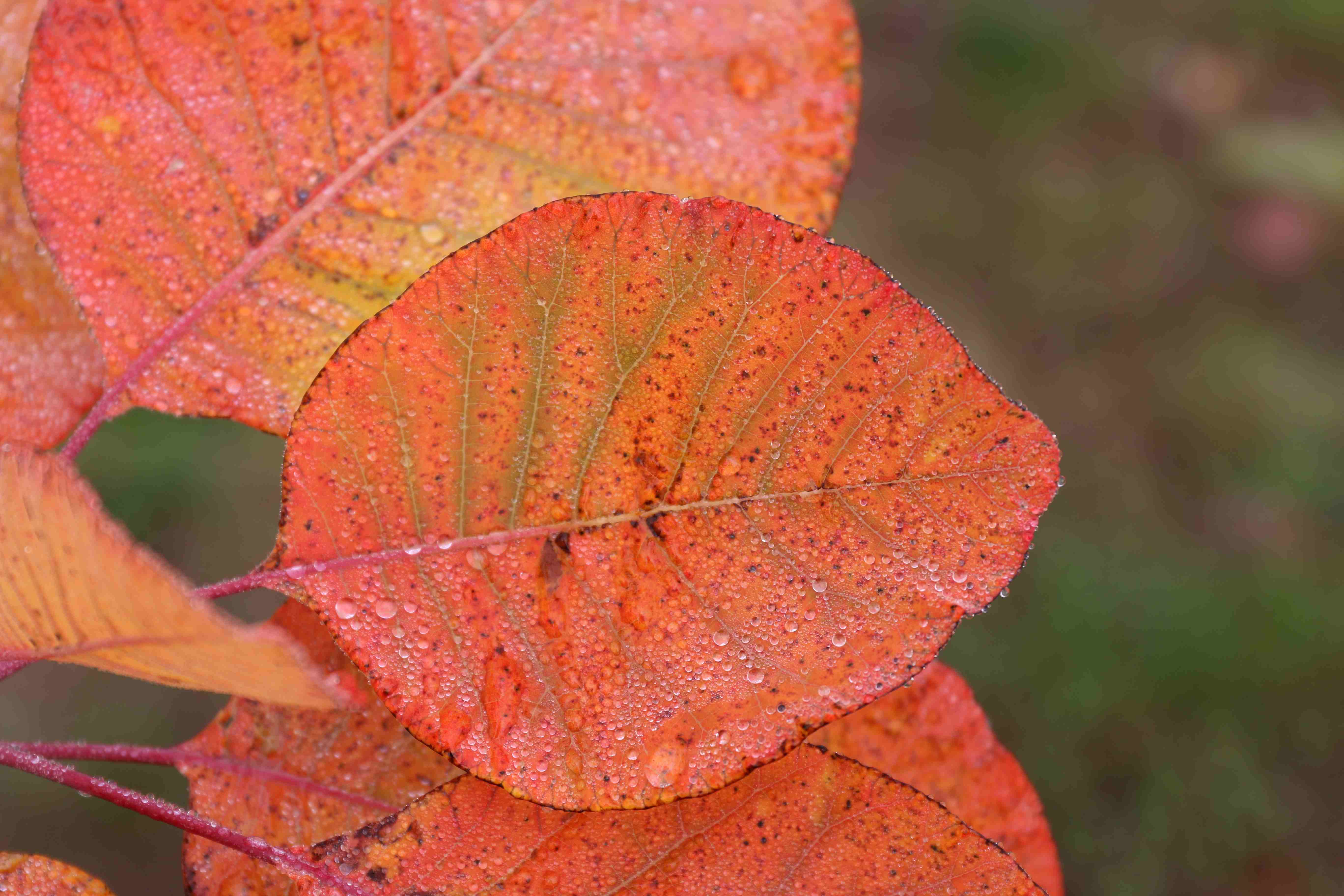 Cotinus obovatus Blue Heron Nursery