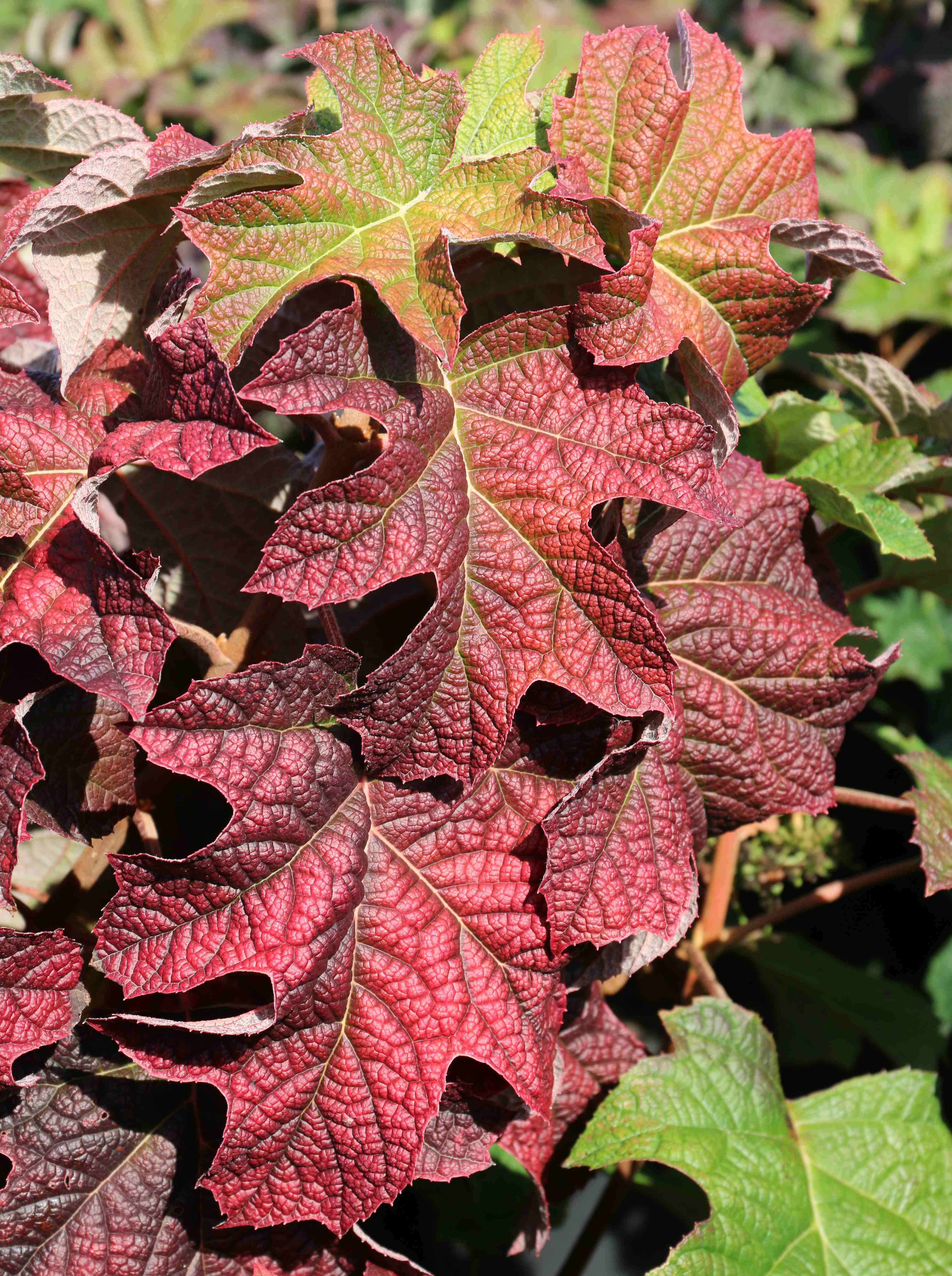 Hydrangea quercifolia 'Ruby Slippers' Blue Heron Nursery