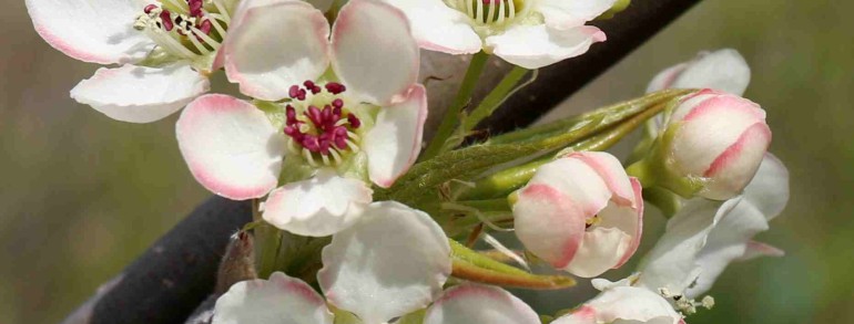 Pyrus calleryana ‘Capital’