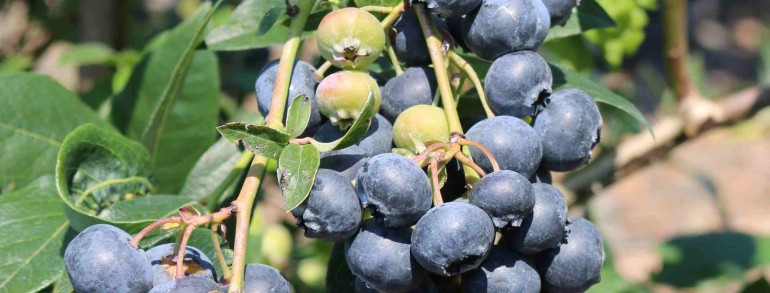 Vaccinium ‘Bluecrop’