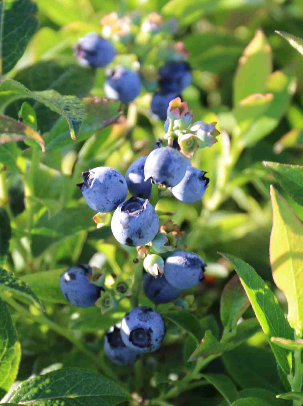 Vaccinium Northsky Blue Heron Nursery