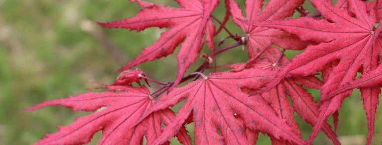 Acer palmatum ‘Purple Ghost’
