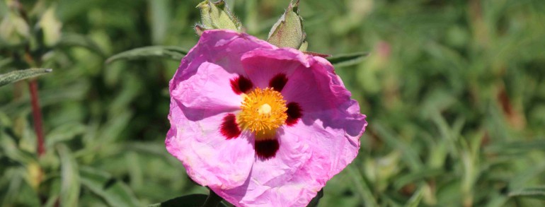 Cistus x purpureus