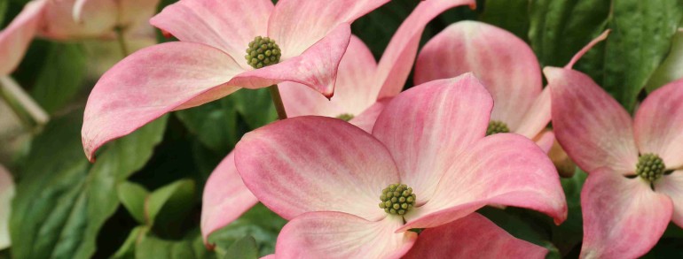 Cornus kousa (‘Schmred’) Heart Throb®