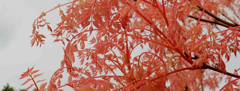 Koelreuteria paniculata ‘Coral Sun’
