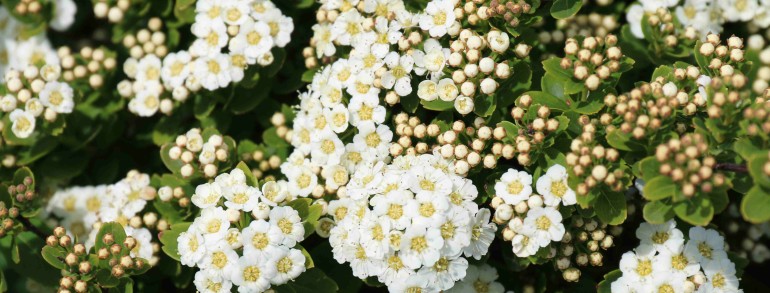 Spiraea nipponica ‘Snowmound’