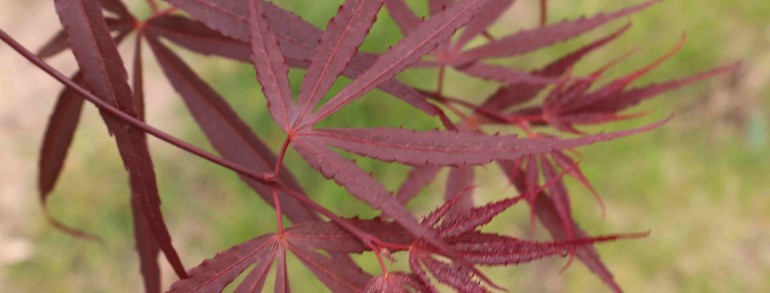 Acer palmatum ‘Hubbs Red Willow’