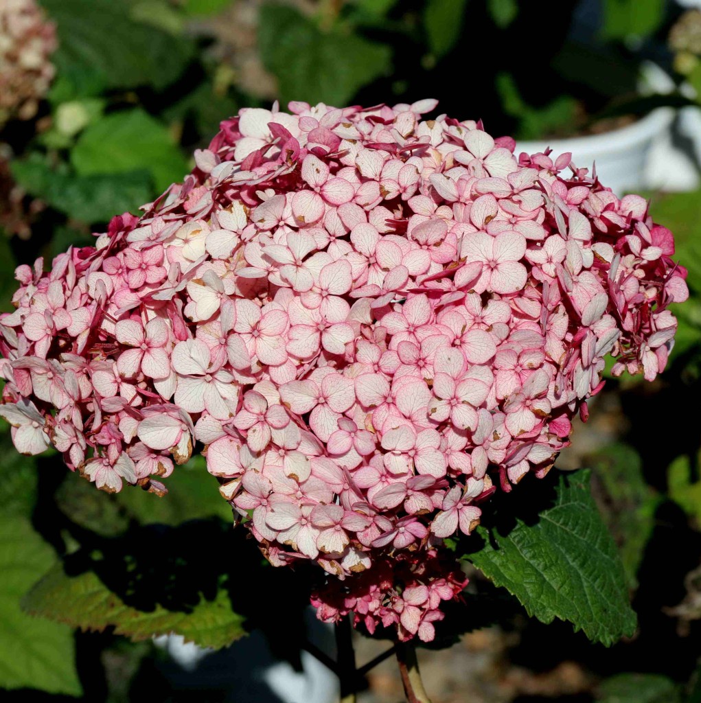 Hydrangea arborescens 'NCHA4' PP28280 Proven Winners® Color Choice