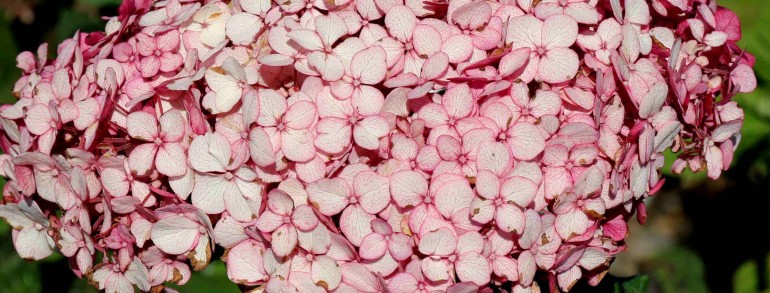 Hydrangea arborescens ‘NCHA4’ PP28280 Proven Winners® Color Choice® Incrediball® Blush