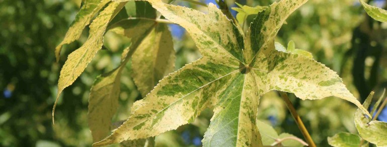 Liquidambar styraciflua ‘Aurea’