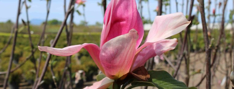 Magnolia ‘Daybreak’