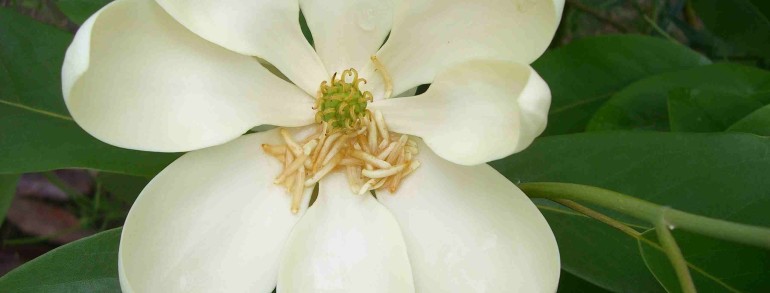 Magnolia virginiana ‘Moonglow’