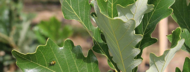 Quercus robur x bicolor (‘Nadler’) Kindred Spirit®
