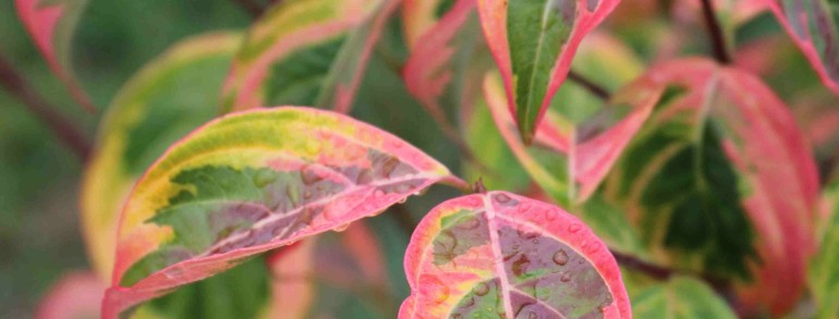 Cornus x ‘Celestial Shadow’