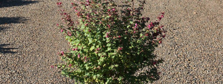 Symphoricarpos x doorenbosii ‘Magic Berry’