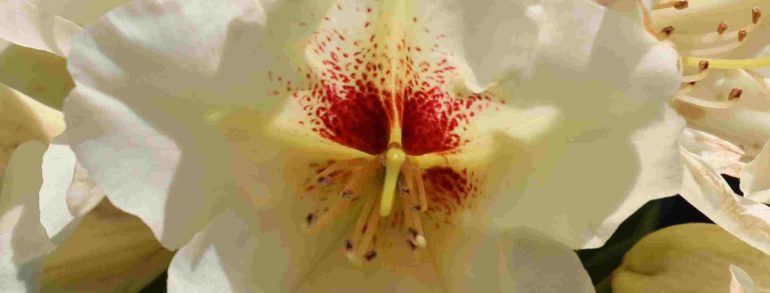 Rhododendron ‘Holden’s Solar Flair’