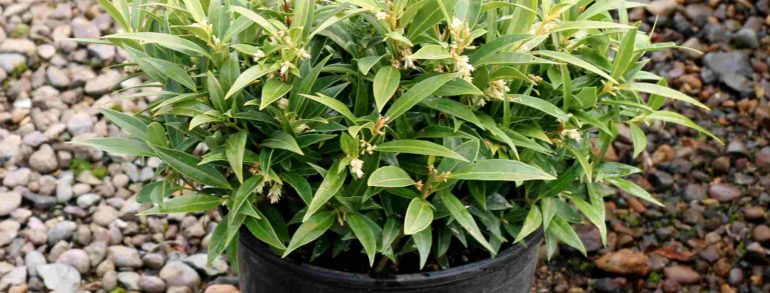 Sarcococca hookeriana var. Humilis (‘Sarsid 1’) Fragrant Valley™