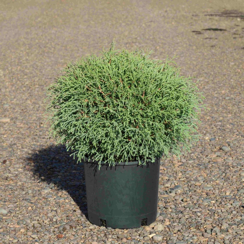 Thuja occidentalis 'Bobazam' Mr. Bowling Ball® Blue Heron Nursery