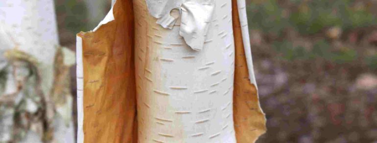 Betula jacquemontii