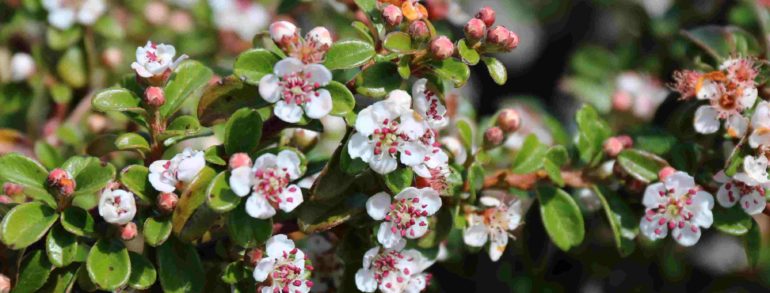 Cotoneaster dammeri ‘Lowfast’