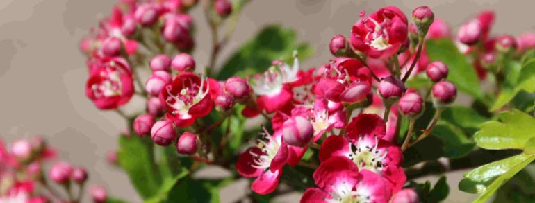 Crataegus laevigata ‘Crimson Cloud’