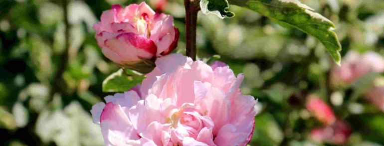 Hibiscus syriacus ‘American Irene Scott’