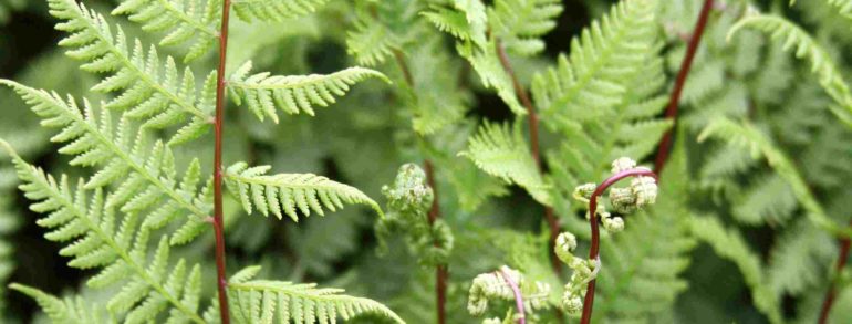 Athyrium angustum forma rubellum ‘Lady in Red’