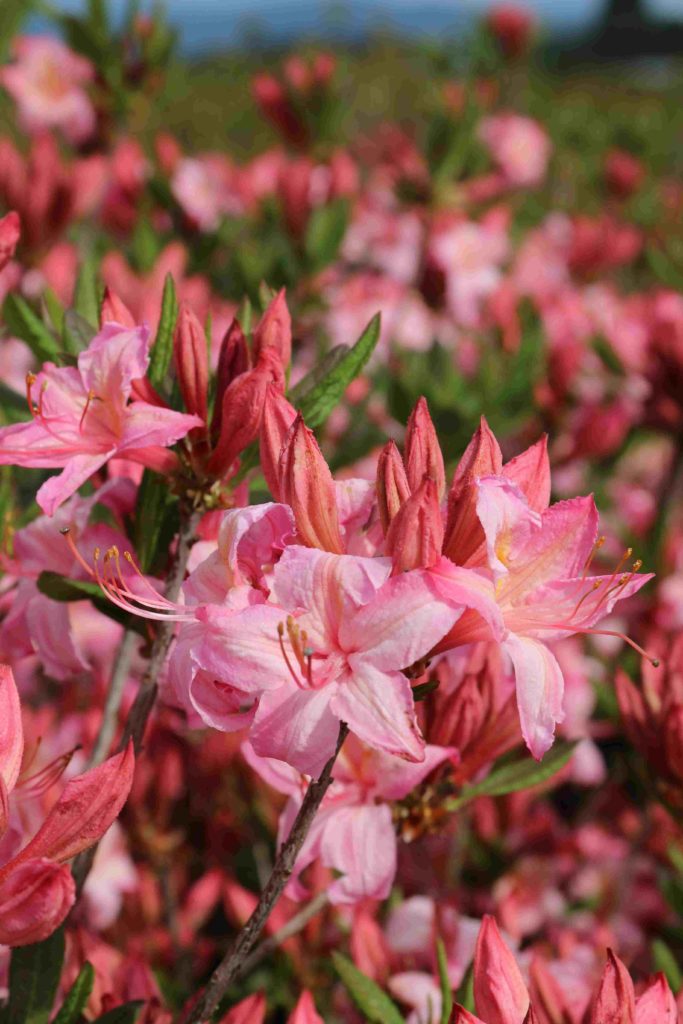 Azalea 'Candy Lights' Blue Heron Nursery