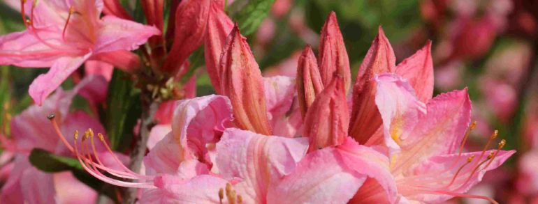 Azalea ‘Candy Lights’